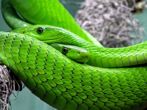Зоологи выяснили, на что готовы змеи ради секса
