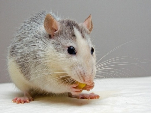 Новосибирские ученые впервые в мире вывели крыс шизофреников