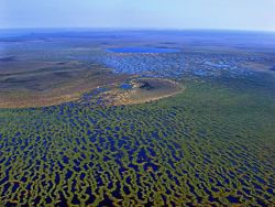 Томские ученые победят климатическое оружие: стройка станции на крупнейшем болоте в мире
