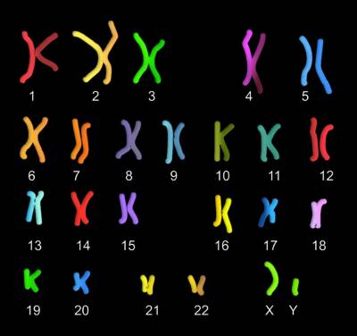 Хромосомная живопись: как увидеть эволюцию в геноме