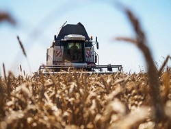 Зерновое проклятие России: Хлеба много, а едим дрянь