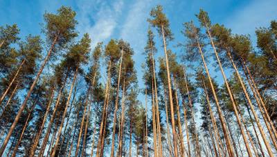 Ученые красноярского вуза создали почву, в которой деревья растут быстрее