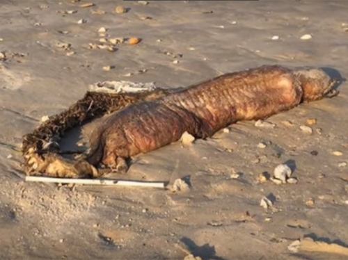 После урагана «Харви» на техасском пляже нашли загадочного монстра