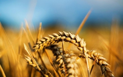 В июле аграриям выделили 400 млн гривен дотаций
