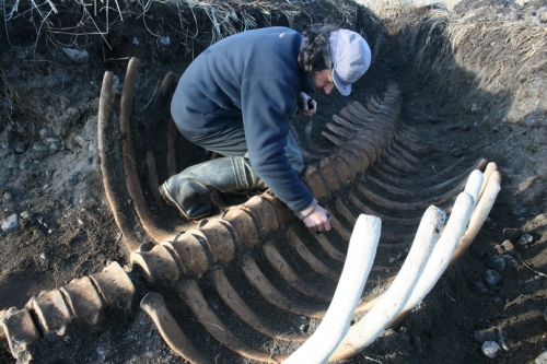 На Командорах нашли крупнейший за последний век скелет морской коровы