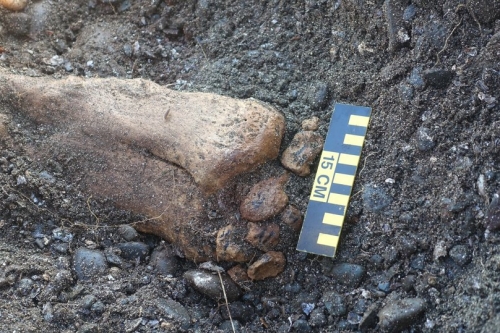 На Командорах нашли крупнейший за последний век скелет морской коровы