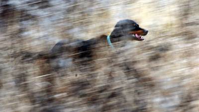 Госдума повторно приняла закон о запрете контактной притравки собак