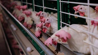 Россельхознадзор снял ограничения на ввоз птиц и яиц из США и Канады