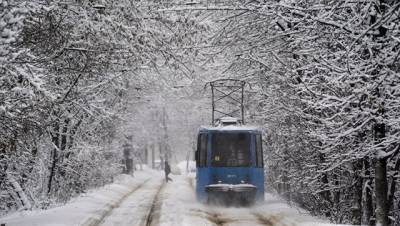 На востоке Москвы дерево упало на трамвай под тяжестью снега