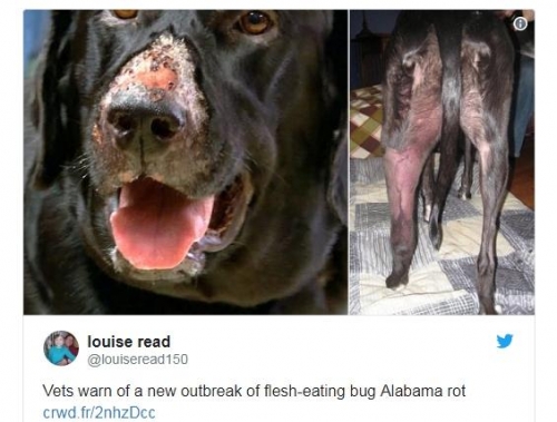 Владельцев собак предупреждают: Великобританию охватывает эпидемия Алабамской гнили