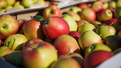 В Минске прокомментировали ограничения на поставку яблок в Россию