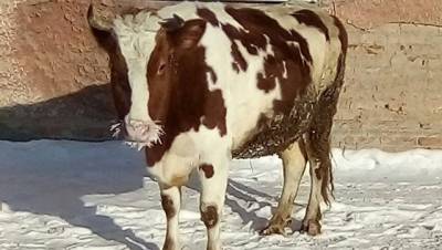 Кемеровский полицейский нашел хозяев заблудившейся коровы по ее фотографии
