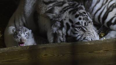 Во Франции сняли на видео трех новорожденных белых тигрят