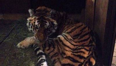 Найденная под Хабаровском истощенная тигрица погибла
