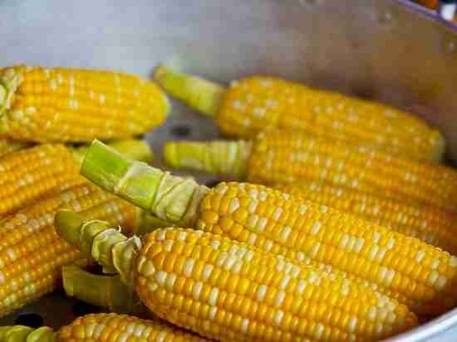Ученые сообщили о неожиданном влиянии на здоровье ГМО кукурузы