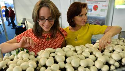 Бери грибы: россиянам разрешат заработать на дарах леса