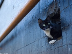 Власти Киева разрешили котам ловить мышей и жить в подвалах