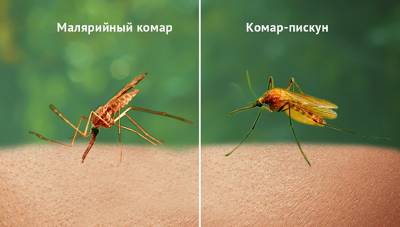 Когда комар опасней льва: сегодня Всемирный день борьбы с малярией