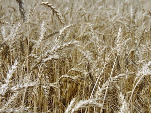 Турция отменила запрет на российскую пшеницу