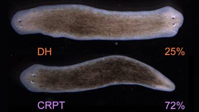 Американские биологи вырастили первого двуглавого червя