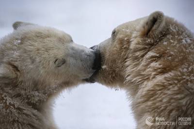 Китай и Россия подписали международные соглашения по исследованию Арктики