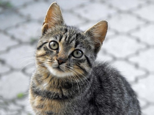Во Франции неизвестный умертвил более 200 кошек