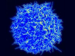 Найдена молекула, заставляющая иммунные клетки эффективнее уничтожать твёрдый рак