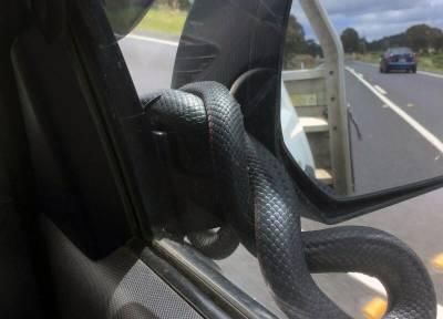 Леденящий душу взгляд: змея атаковала автомобиль