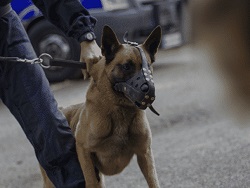 Преступник укусил полицейскую собаку