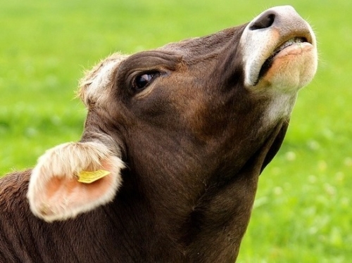 Зоологи поделили коров на оптимистов и пессимистов