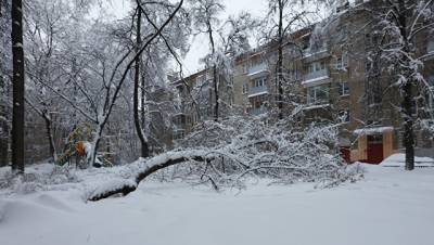 На западе Москвы упавшие деревья повредили сразу пять автомобилей