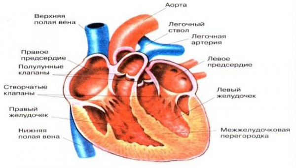 Как работает сердце и как оно меняется с возрастом