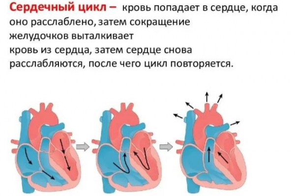 Как работает сердце и как оно меняется с возрастом