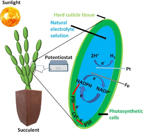 Учёные превратили суккулент в «солнечную батарею» на фотосинтезе 