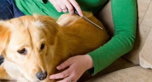 Аллергия на шерсть домашних животных