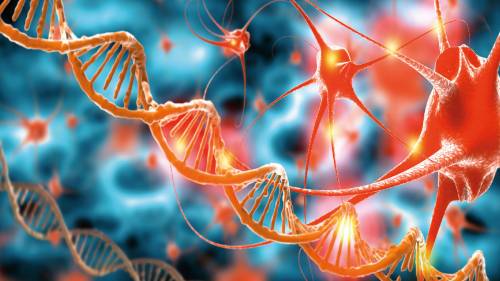 После смерти в мозге человека усиливается активность «зомби генов»