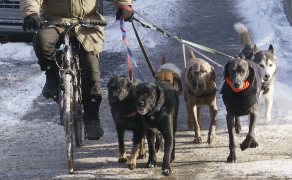 
                    Доходы выгульщиков собак в США после пандемии превысили $8000 в месяц

                