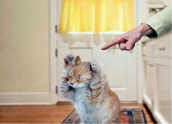 Правильно наказываем кошку: как отругать питомца, чтобы он все понял