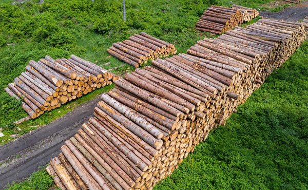 
                    Российские заключенные сократили вырубку леса более чем на 30%

                