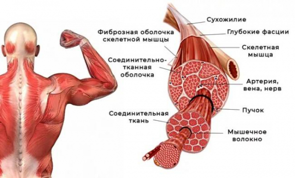 Причины возникновения мышечных спазмов.