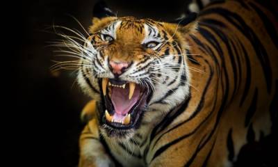 Амурские тигры оказались жертвами человеческой жадности