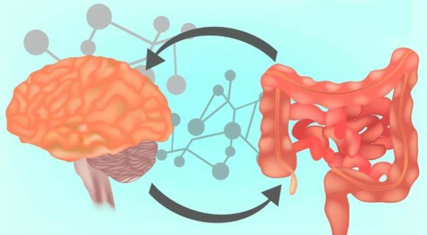 Как связаны кишечник и здоровье мозга
