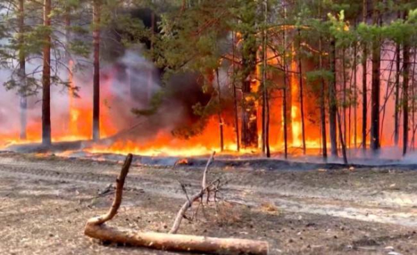 Как лесные пожары влияют на качество воздуха и здоровье