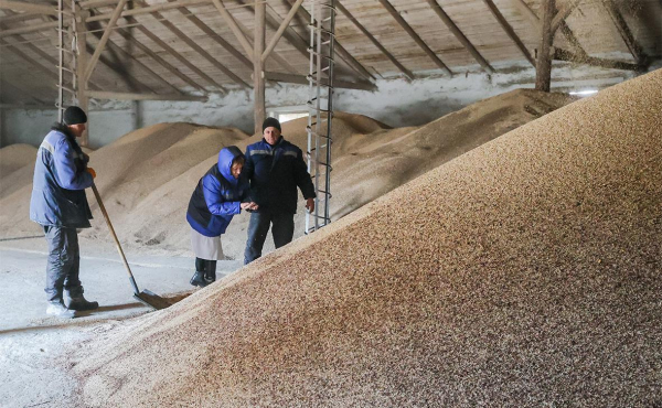 
                    Bloomberg сообщил об изменении позиции Египта по закупкам зерна из России

                