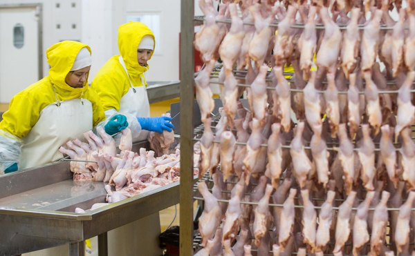 
                    ФАС сообщила о снижении оптовых цен на курицу

                