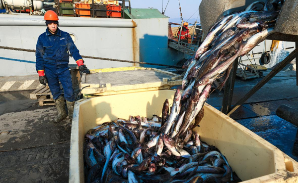
                    Рыбаки предупредили об удорожании промысла из-за пошлин на топливо

                