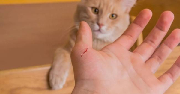 Что делать, если вас укусили кошка или собака