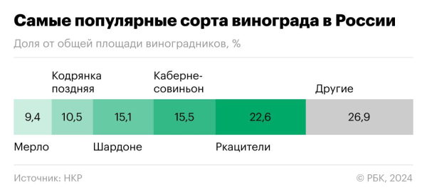 
                    Каберне обогнало кодрянку: самые популярные сорта винограда в России

                